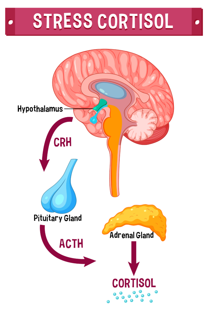 stress and women’s hormones: hpa axis cortisol pathway diagram